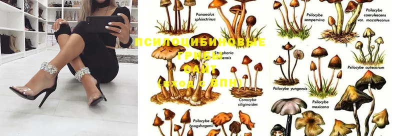 наркота  Нефтекамск  Галлюциногенные грибы Psilocybe 